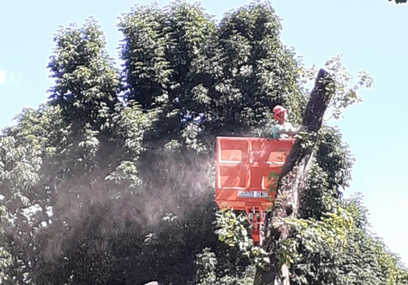 Iniziati gli interventi di messa in sicurezza degli alberi